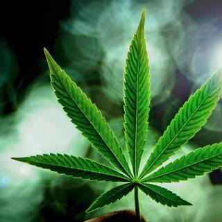 Weed leaves wallpaper