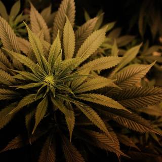 Weed 4k computer wallpaper