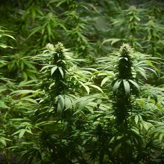 Cannabis desktop wallpaper