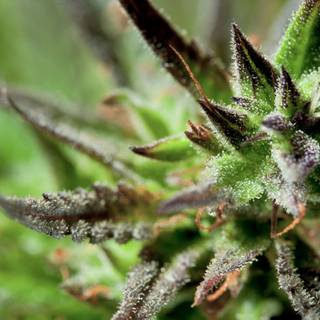 Weed 4k computer wallpaper