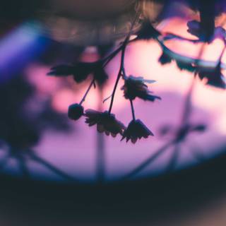 Purple 4k mobile wallpaper