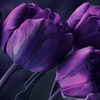 Purple 4k mobile wallpaper