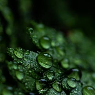 Rain 4k iPhone wallpaper