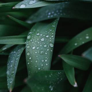 Rain 4k iPhone wallpaper
