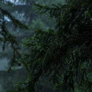 Rain 4k iPhone wallpaper