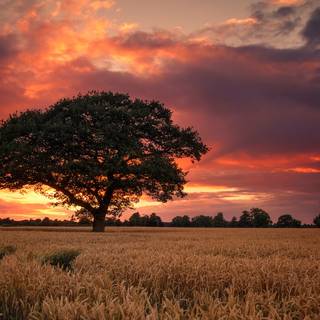 Summer nature sunset wallpaper