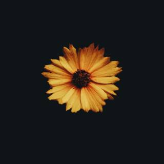 Black yellow 4k wallpaper