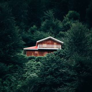 Jungle house wallpaper