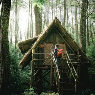 Jungle house wallpaper