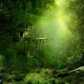 Jungle house wallpaper