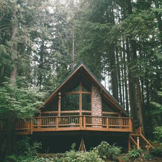 Jungle house wallpaper