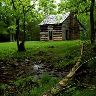 Jungle house wallpaper