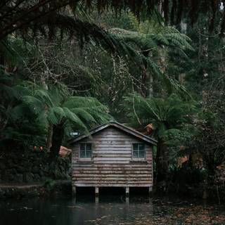 Jungle house wallpaper