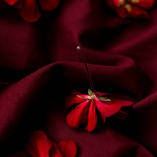 Red cloth wallpaper