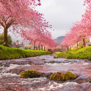 Japan nature 4k wallpaper