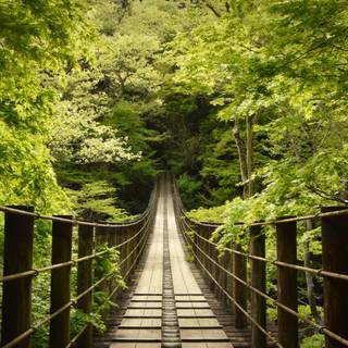 Japan nature 4k wallpaper