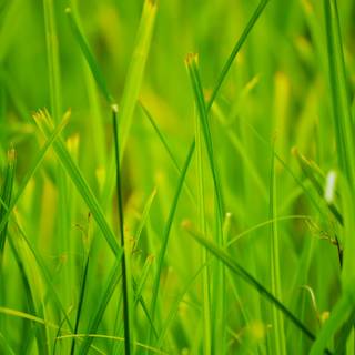 Close up summer wallpaper