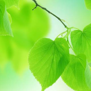 Close up summer wallpaper