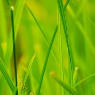 Close up summer wallpaper