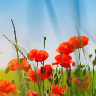 Close up summer wallpaper