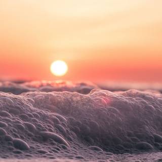 Close up summer wallpaper