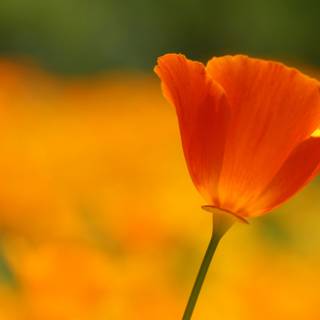 Close up summer wallpaper