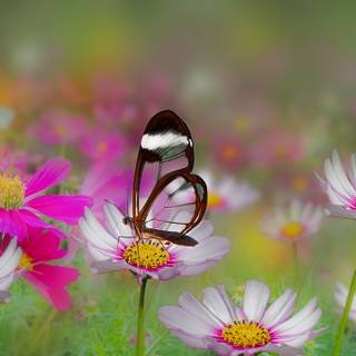 Close up summer wallpaper