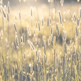 Close up summer wallpaper