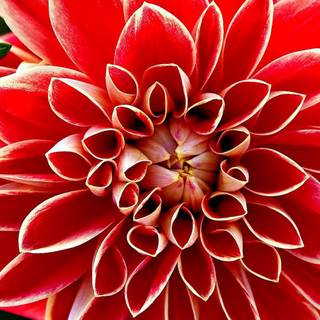 Close up summer wallpaper