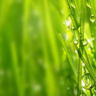 Close up summer wallpaper