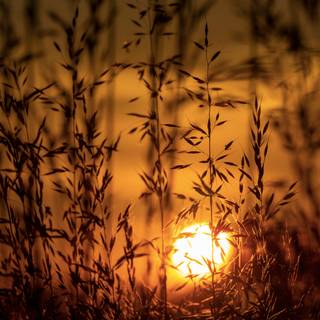 Close up summer wallpaper