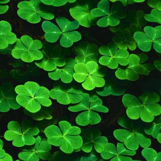 Close up summer wallpaper