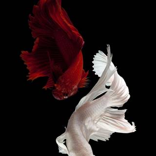 Aesthetic iPad 4k wallpaper