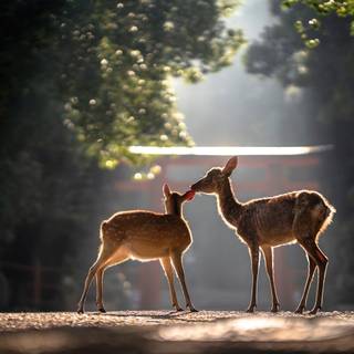 4k animals PC wallpaper