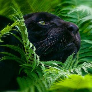 4k animals PC wallpaper