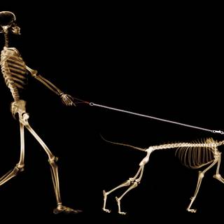 4k animals PC wallpaper