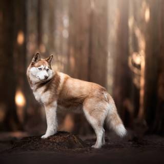 4k animals PC wallpaper