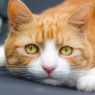 4k animals PC wallpaper