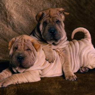 Chubby dog wallpaper