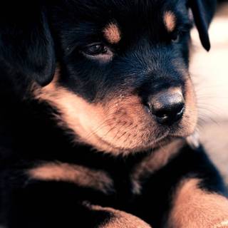 Chubby dog wallpaper