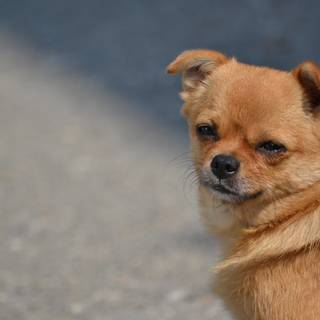 Chubby dog wallpaper