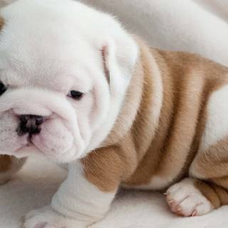 Chubby dog wallpaper