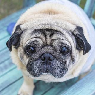 Chubby dog wallpaper