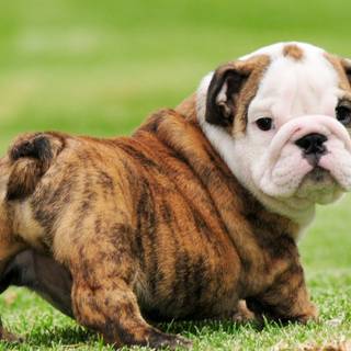 Chubby dog wallpaper