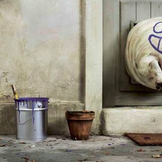 Fat cat and dog wallpaper