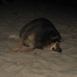 Chubby dog wallpaper