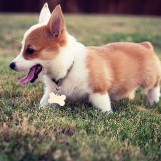 Chubby dog wallpaper