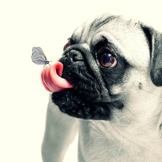 Chubby dog wallpaper