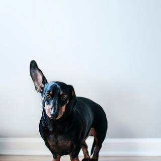 Chubby dog wallpaper