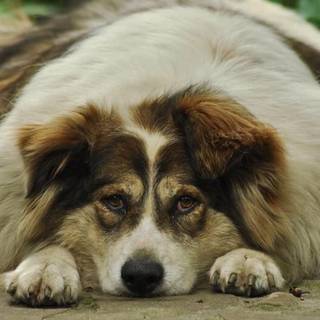 Chubby dog wallpaper